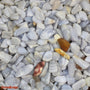 Blue Lace Agate Tiny Tumbled Stones - B Quality from Stonebridge Imports