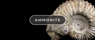 What on Earth Is Ammonite?