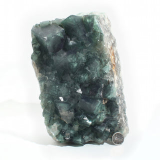 Fluorite Cluster Unique #54 photographed beside a Canadian dime for scale, showing the specimen is roughly seven inches tall, on a clean white background. Stonebridge Imports.