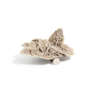 Elephant Ear Selenite Cluster