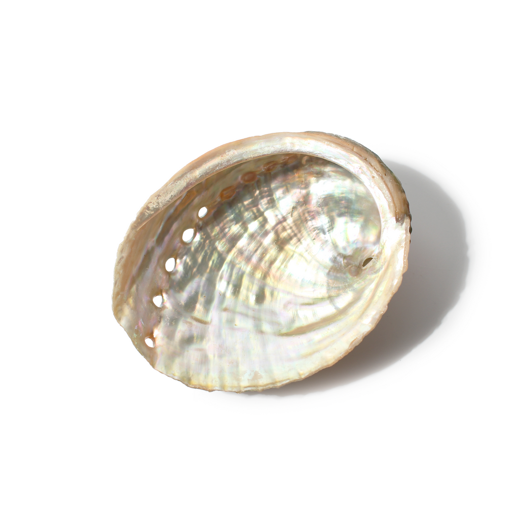 Abalone Shells – Stonebridge Imports