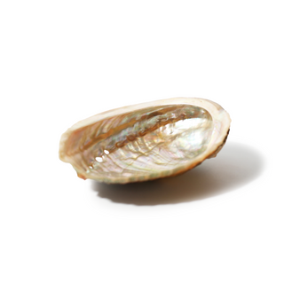Abalone Shell Small - 3" to 4" from Stonebridge Imports