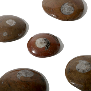 Brown Ammonite Button Fossil (Large) - Pack of 5 - 2 3/4"    from Stonebridge Imports