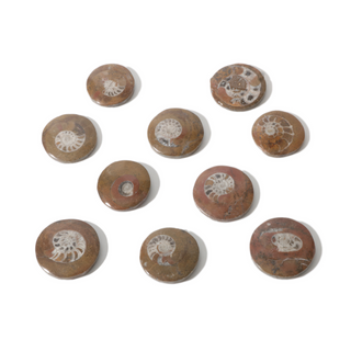 Brown Ammonite Button Fossil (Small) - Pack of 10 - 1 1/4"    from Stonebridge Imports