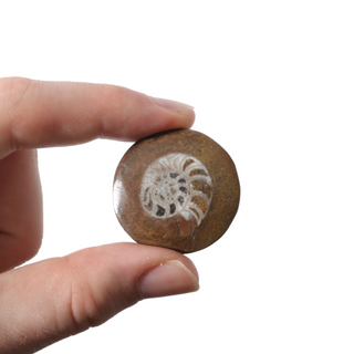 Brown Ammonite Button Fossil (Small) - Pack of 10 - 1 1/4"    from Stonebridge Imports