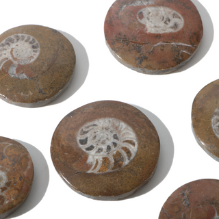 Brown Ammonite Button Fossil (Small) - Pack of 10 - 1 1/4"    from Stonebridge Imports