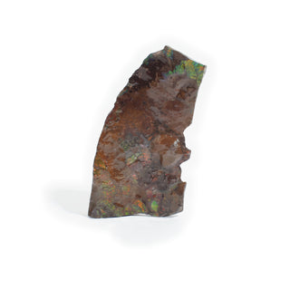 Ammolite Fossil Specimen #1 from Stonebridge Imports