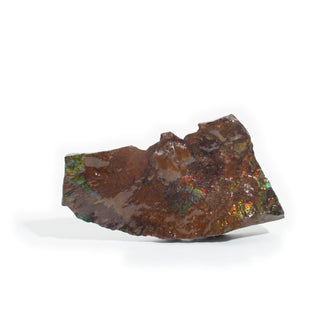Ammolite Fossil Specimen #1 Default Title from Stonebridge Imports