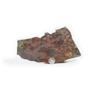 Ammolite Fossil Specimen #1 from Stonebridge Imports