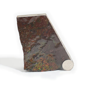 Ammolite Fossil Specimen #2 from Stonebridge Imports