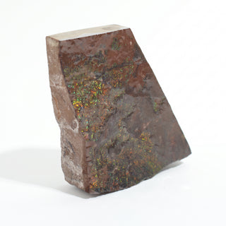 Ammolite Fossil Specimen #2 Default Title from Stonebridge Imports
