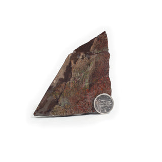 Ammolite Fossil Specimen #4 from Stonebridge Imports