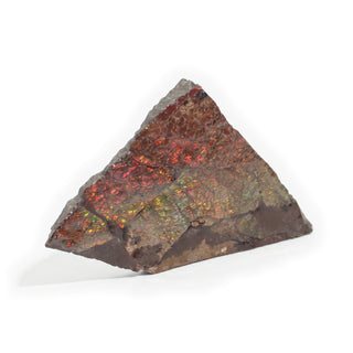 Ammolite Fossil Specimen #4 Default Title from Stonebridge Imports