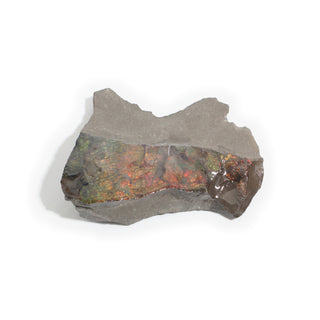 Ammolite Fossil Specimen #5 Default Title from Stonebridge Imports