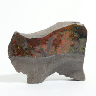 Ammolite Fossil Specimen #5 from Stonebridge Imports