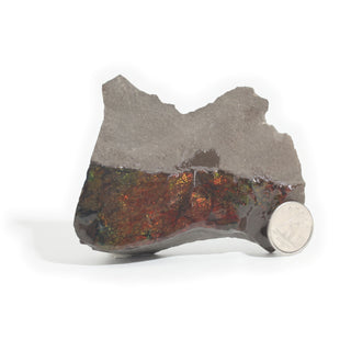Ammolite Fossil Specimen #5 from Stonebridge Imports
