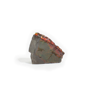 Ammolite Fossil Specimen #6 from Stonebridge Imports