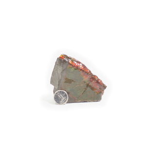 Ammolite Fossil Specimen #6 from Stonebridge Imports