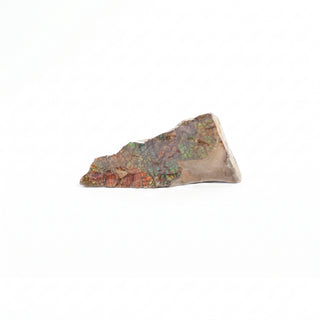 Ammolite Fossil Specimen #8 from Stonebridge Imports
