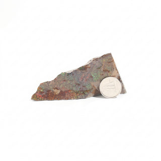 Ammolite Fossil Specimen #8 from Stonebridge Imports
