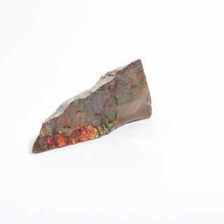Ammolite Fossil Specimen #8 Default Title from Stonebridge Imports