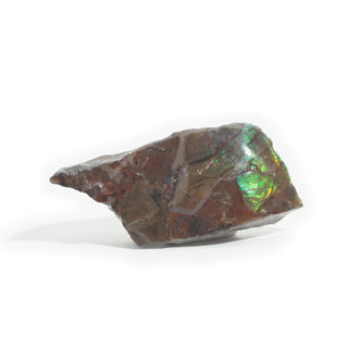 Ammolite Fossil Specimen #14 Default Title from Stonebridge Imports