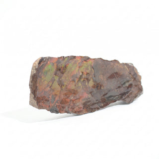 Ammolite Fossil Specimen #17 Default Title from Stonebridge Imports