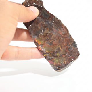 Ammolite Fossil Specimen #17 from Stonebridge Imports