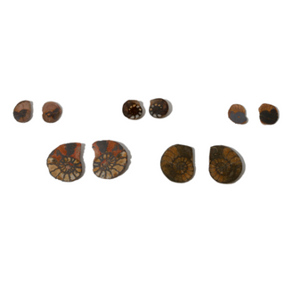 Ammonite Fossil Pairs - Pack of 5 - 1 1/2"    from Stonebridge Imports