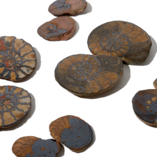 Ammonite Fossil Pairs - Pack of 5 - 1 1/2"    from Stonebridge Imports