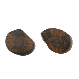 Ammonite Fossil Pairs - Pack of 5 - 1 1/2"    from Stonebridge Imports