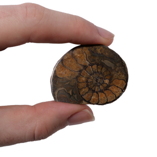 Ammonite Fossil Pairs - Pack of 5 - 1 1/2"    from Stonebridge Imports