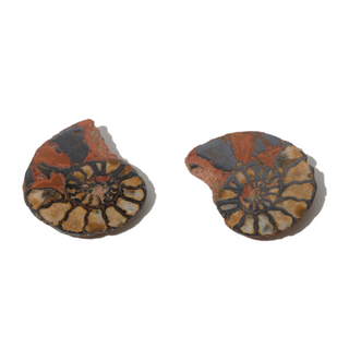 Ammonite Fossil Pairs - Pack of 5 - 1 1/2"    from Stonebridge Imports