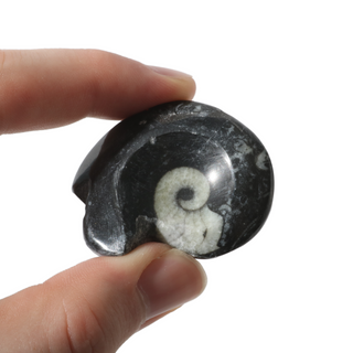 Goniatite Fossil - Pack of 10 - 1 1/2"    from Stonebridge Imports