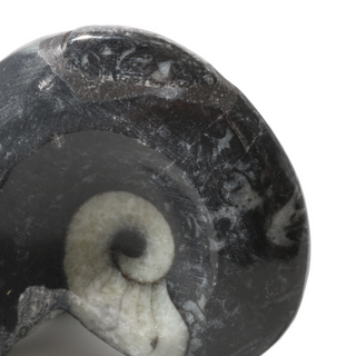 Goniatite Fossil - Pack of 10 - 1 1/2"    from Stonebridge Imports