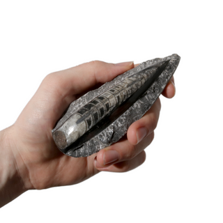 Orthoceras on Matrix Fossil - Pack of 3 - 2 3/4"    from Stonebridge Imports