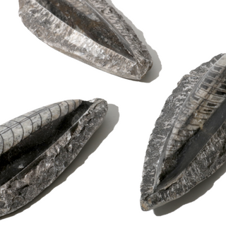 Orthoceras on Matrix Fossil - Pack of 3 - 2 3/4"    from Stonebridge Imports