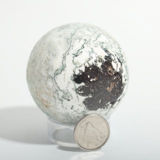 Extra Small #2 — Green Tree Agate Sphere, white stone threaded with green moss-like dendrites beside a Canadian dime for scale, photographed on a clean white background. Stonebridge Imports.