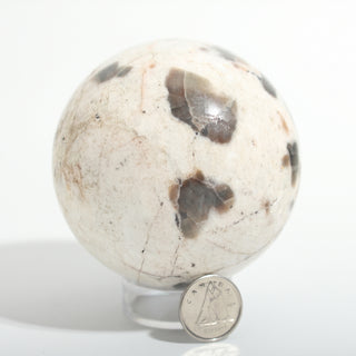 Medium #1 — Chocolate Labradorite Sphere, cream stone with smoky brown-grey labradorite patches beside a Canadian dime for scale, photographed on a clean white background. Stonebridge Imports.