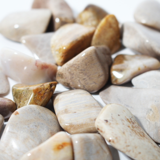 Agatized Coral Tumbled Stones from Stonebridge Imports