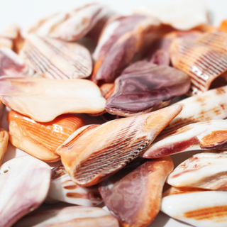 Mano De Lion Orange Shell Tumbled Stones from Stonebridge Imports