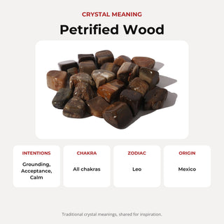Agatized Wood Tumbled Stones (Petrified Woods) from Stonebridge Imports