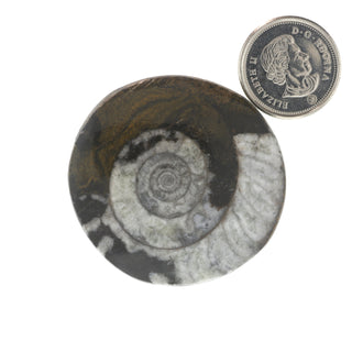 Ammonite Polished Button #0    from Stonebridge Imports