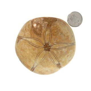 Urchin Sand Dollar Fossil    from Stonebridge Imports