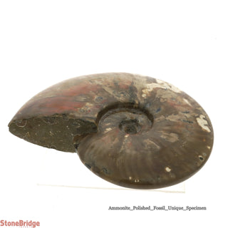 Ammonite Polished Fossil U#3    from Stonebridge Imports