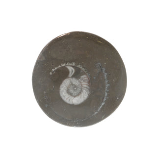 Ammonite Polished Button #0    from Stonebridge Imports