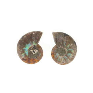 Ammonite Pair Polished Fossil #0    from Stonebridge Imports