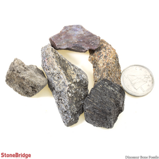 Dinosaur Bone Fossils - 100g Bag    from Stonebridge Imports