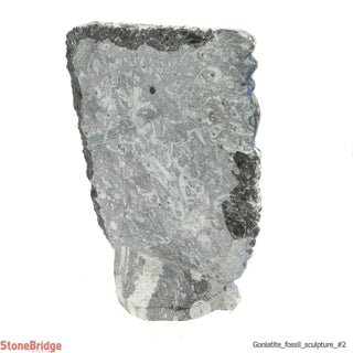 Goniatite Fossil Sculpture #2 - 9"    from Stonebridge Imports