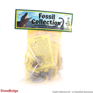 Fossil Collection Kit - 12 Identified Specimens    from Stonebridge Imports